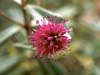 Hebe in Flower